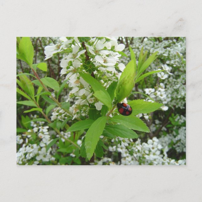 Postal Mariquita (Anverso)