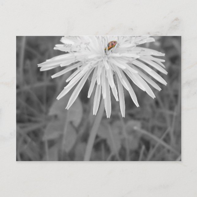 Postal Mariquita (Anverso)