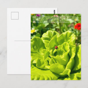Postal Mariquita Afortunada