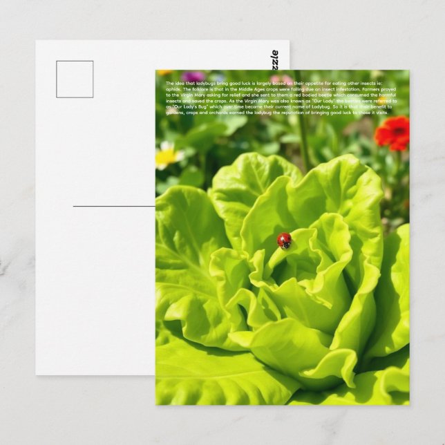 Postal Mariquita Afortunada  (Anverso / Reverso)