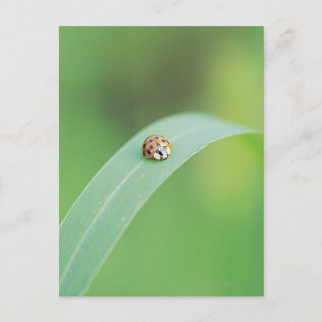 Postal Mariquita de Brown (Anverso)