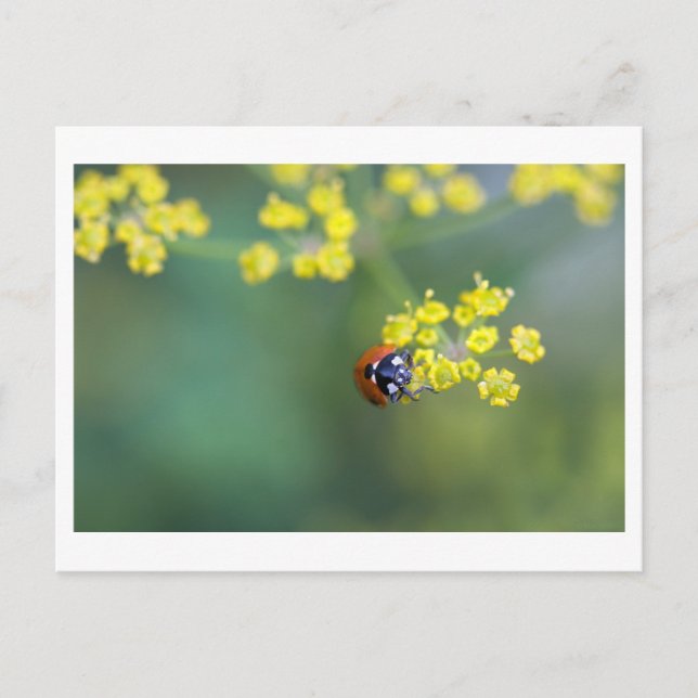 Postal mariquita de frente (Anverso)