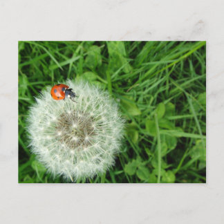 Postal Mariquita en el diente de león