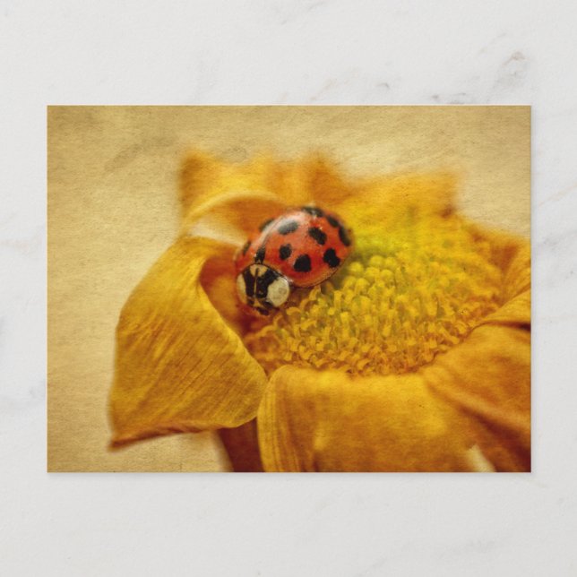 Postal Mariquita en flor amarilla (Anverso)