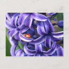 Postal Mariquita en jacinto