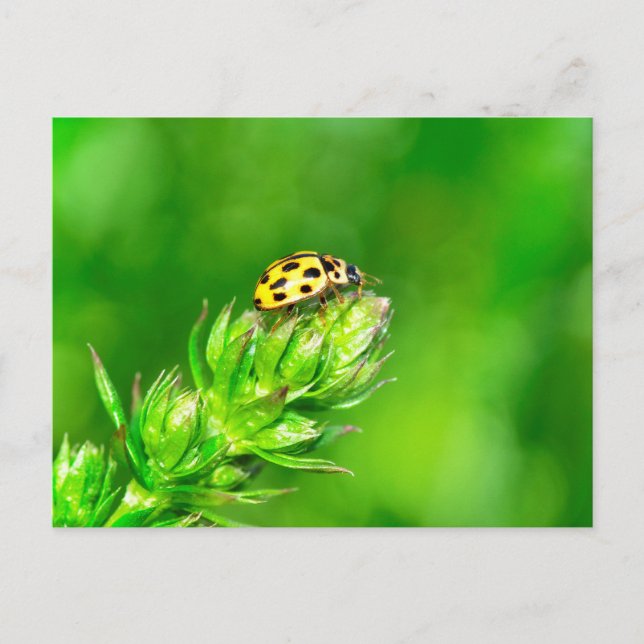 Postal Mariquita en la naturaleza verde (Anverso)