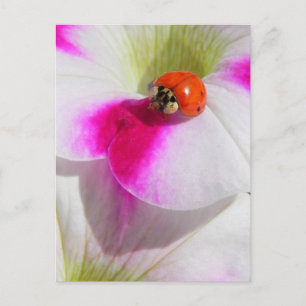 Postal Mariquita en la petunia