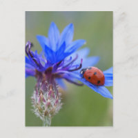 Mariquita en una acenoria azul