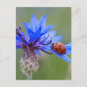 Postal Mariquita en una acenoria azul