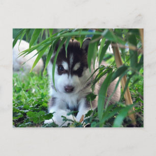 Postal Mariquita Husky siberiana con bambú