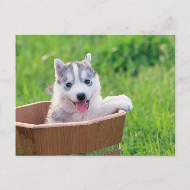 Postal Mariquita Husky siberiana en una olla (Anverso)