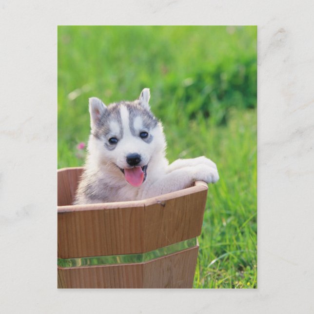 Postal Mariquita Husky siberiana en una olla (Anverso)