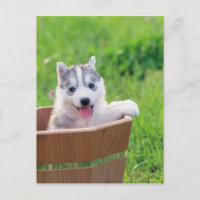 Mariquita Husky siberiana en una olla