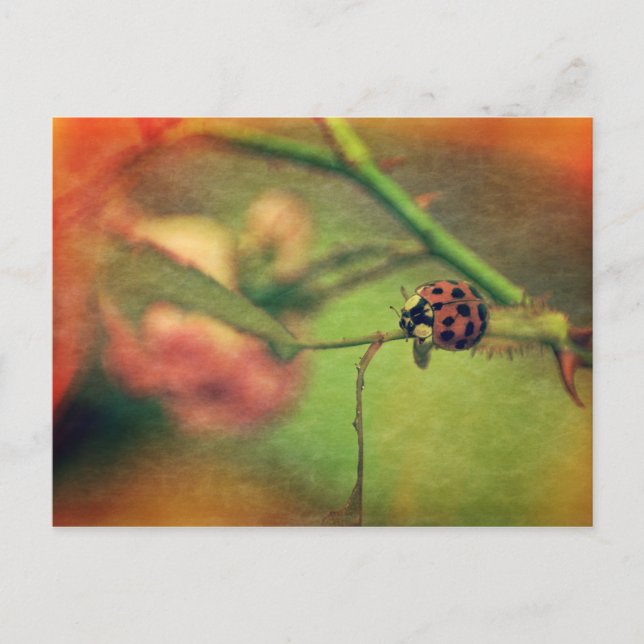 Postal Mariquita pintoresca (Anverso)