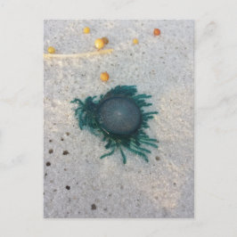 Postal Mariscas de botón azul (porpita porpita).