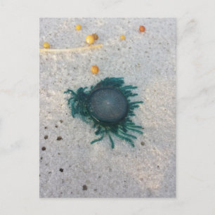 Postal Mariscas de botón azul (porpita porpita).