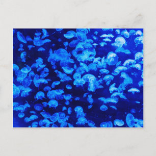 Postal Mariscas en el Mar Azul profundo