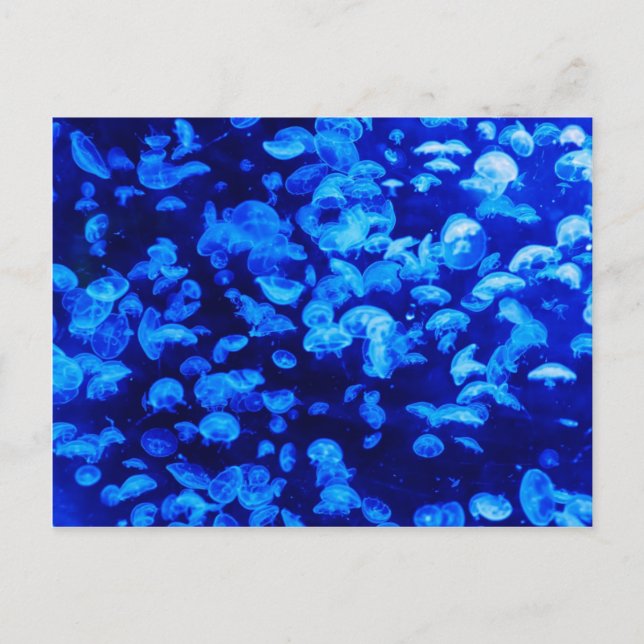 Postal Mariscas en el Mar Azul profundo (Anverso)