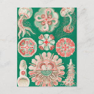 Postal Marisco, Discomedusae de Ernst Haeckel