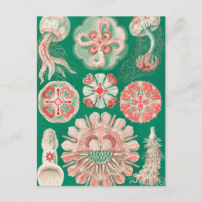 Postal Marisco, Discomedusae de Ernst Haeckel (Anverso)