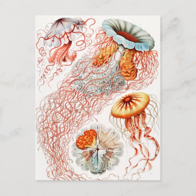 Postal Marisco, Discomedusae de Ernst Haeckel (Anverso)