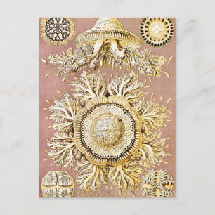 Postal Marisco, Discomedusae de Ernst Haeckel