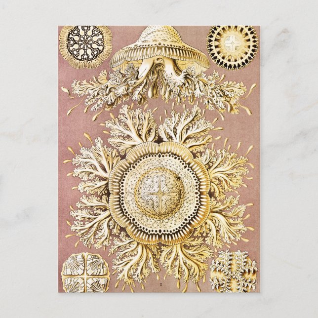 Postal Marisco, Discomedusae de Ernst Haeckel (Anverso)