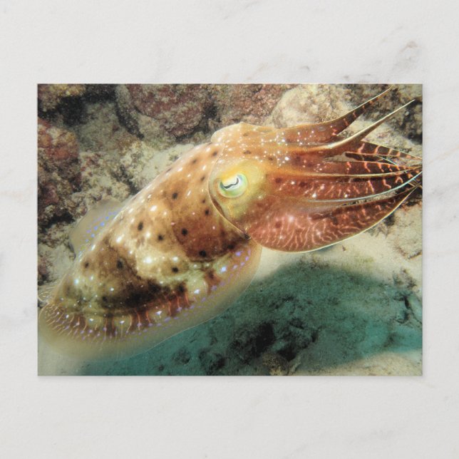 Postal Marisco, Gran Barrera de Coral, Cairns, Australia (Anverso)