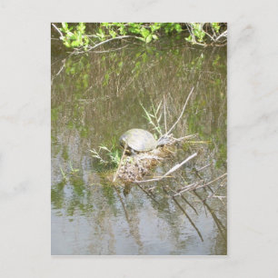 Postal Marismas - tortuga