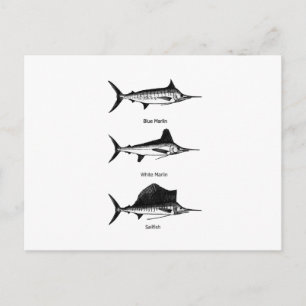 Postal Marlin blanco - Marlin azul - Logo de Sailfish