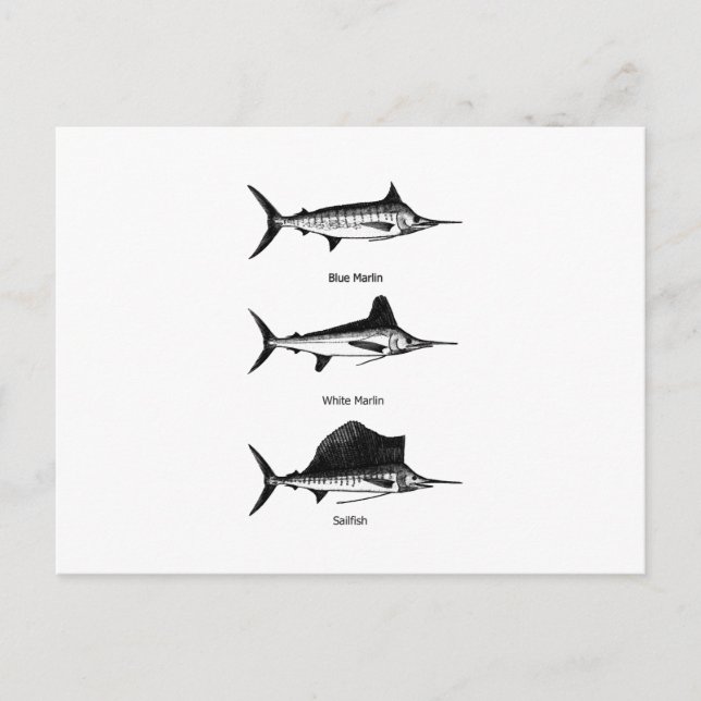 Postal Marlin blanco - Marlin azul - Logo de Sailfish (Anverso)