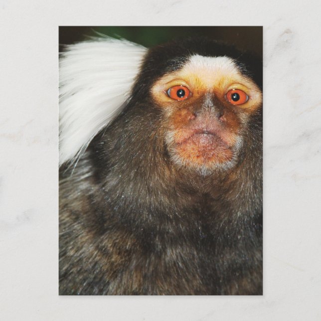 Postal Marmoset (Anverso)