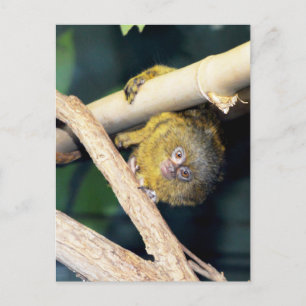 Postal Marmoset Monkey Hola, Postcard