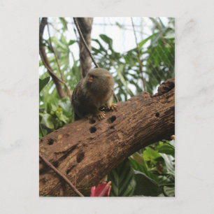 Postal Marmoset Pygmy # 2