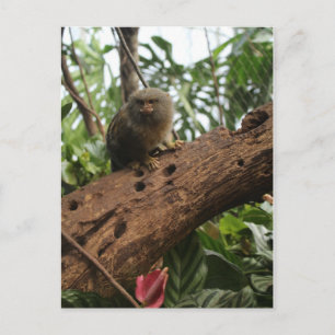 Postal Marmoset Pygmy # 4