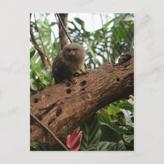 Postal Marmoset Pygmy # 4 (Anverso)