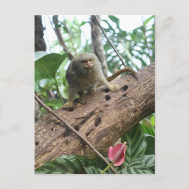 Postal Marmoset Pygmy # 8 (Anverso)