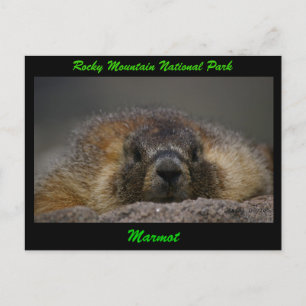 Postal Marmot