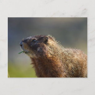 Postal Marmot