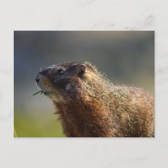 Postal Marmot (Anverso)