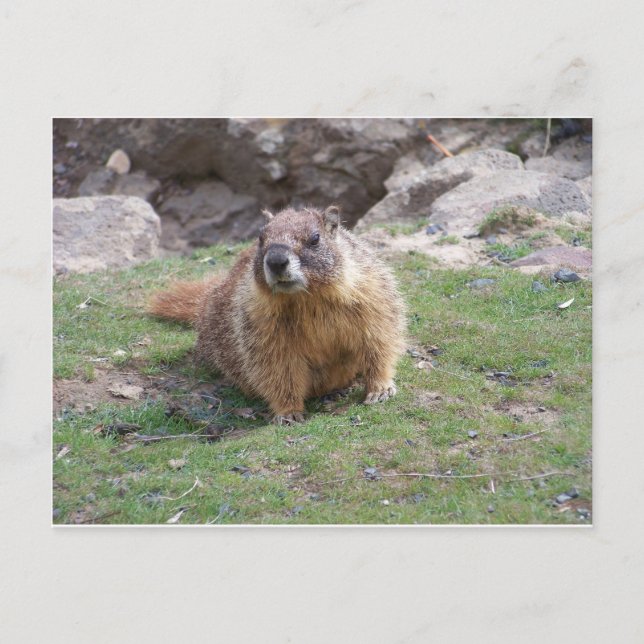 Postal Marmot (Anverso)