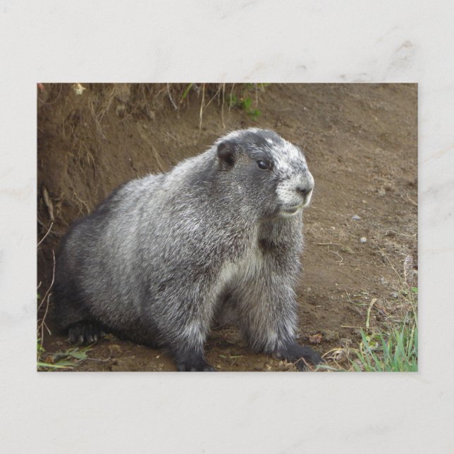 Postal Marmot (Anverso)