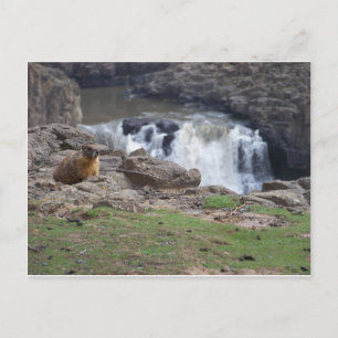 Postal Marmot al lado de Palouse Falls