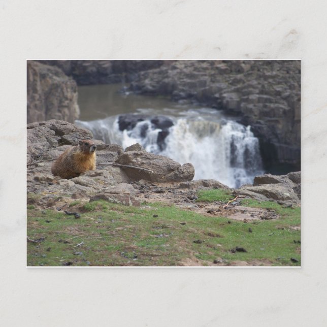 Postal Marmot al lado de Palouse Falls (Anverso)