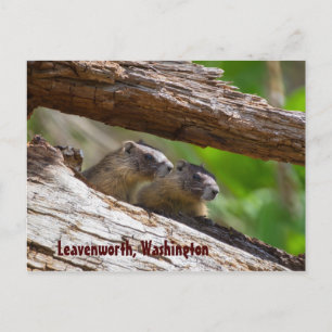 Postal Marmot Brothers Leavenworth Washington