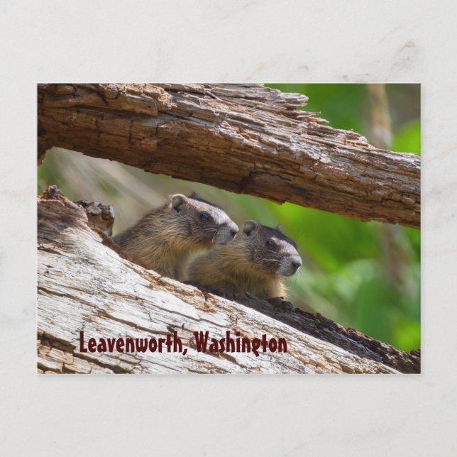 Postal Marmot Brothers Leavenworth Washington (Anverso)