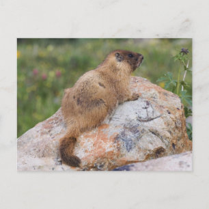 Postal Marmot de barriga amarilla, Marmota flaviventris,