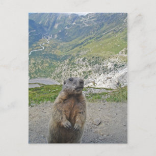 Postal Marmot en el paso Furka