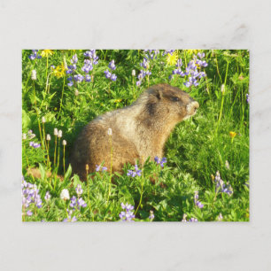 Postal Marmot en Mont Rainier Wildflowers