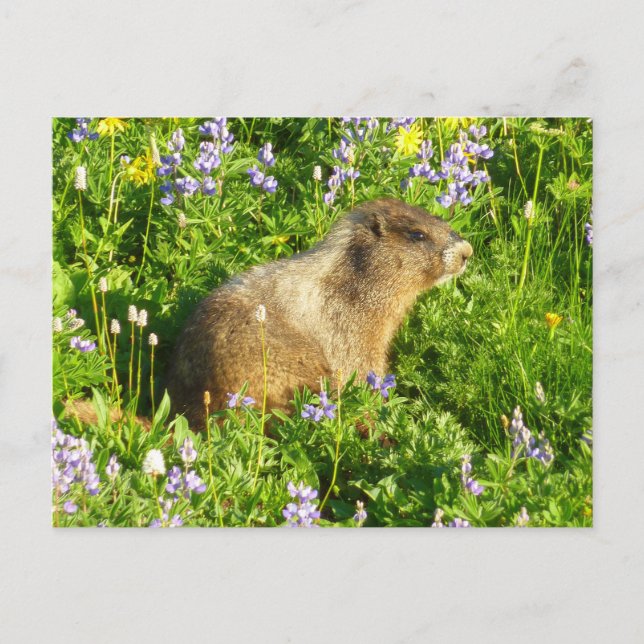 Postal Marmot en Mont Rainier Wildflowers (Anverso)